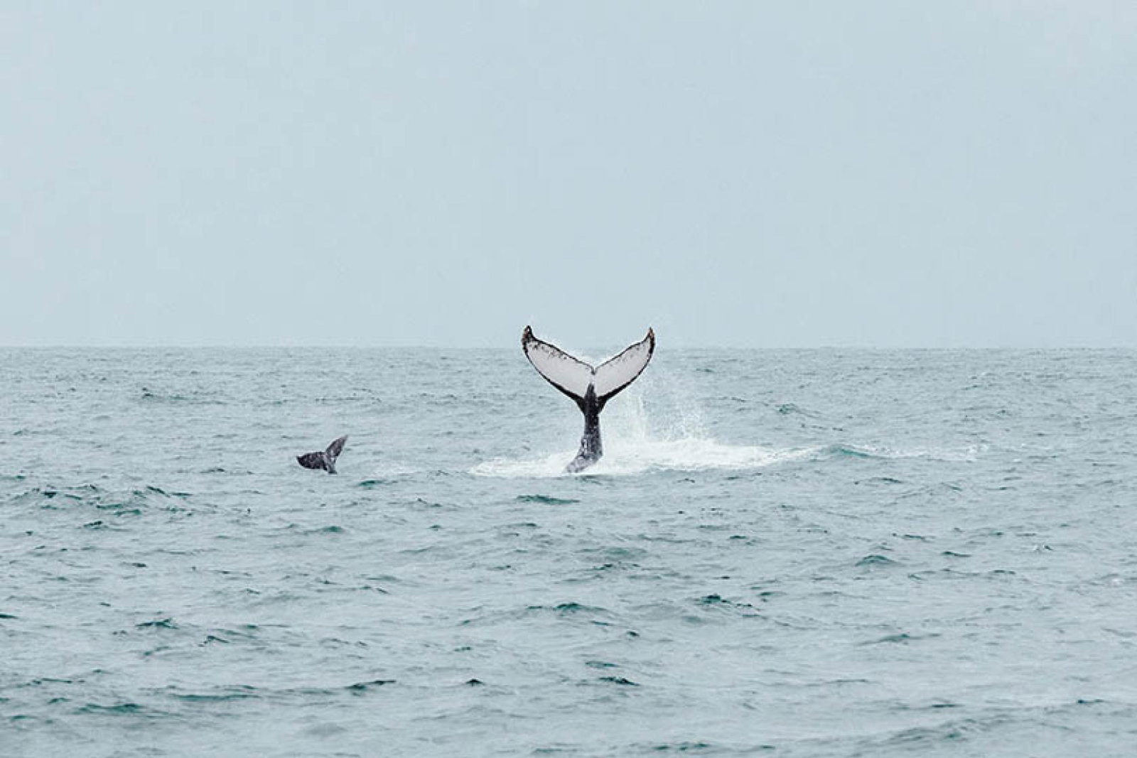 Costa Rica’s 6 wildlife wonders and when to see them
