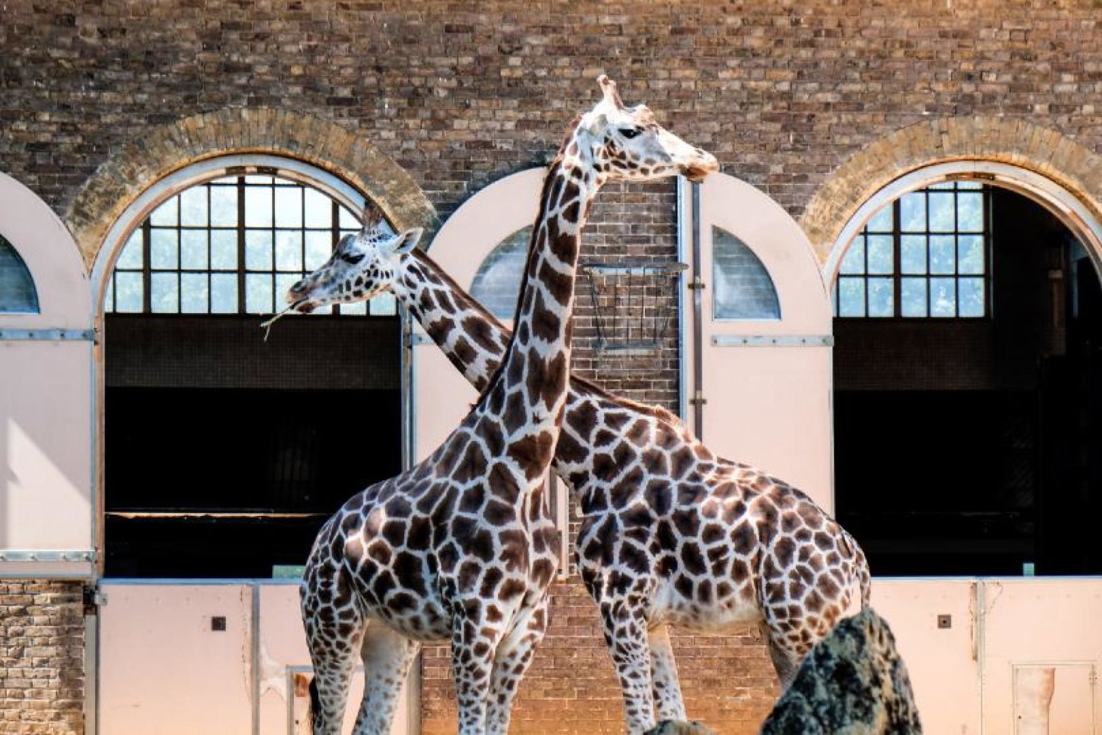 Zoos in England will be allowed to reopen from 15 June (Credit: Richard Cook / Unsplash)