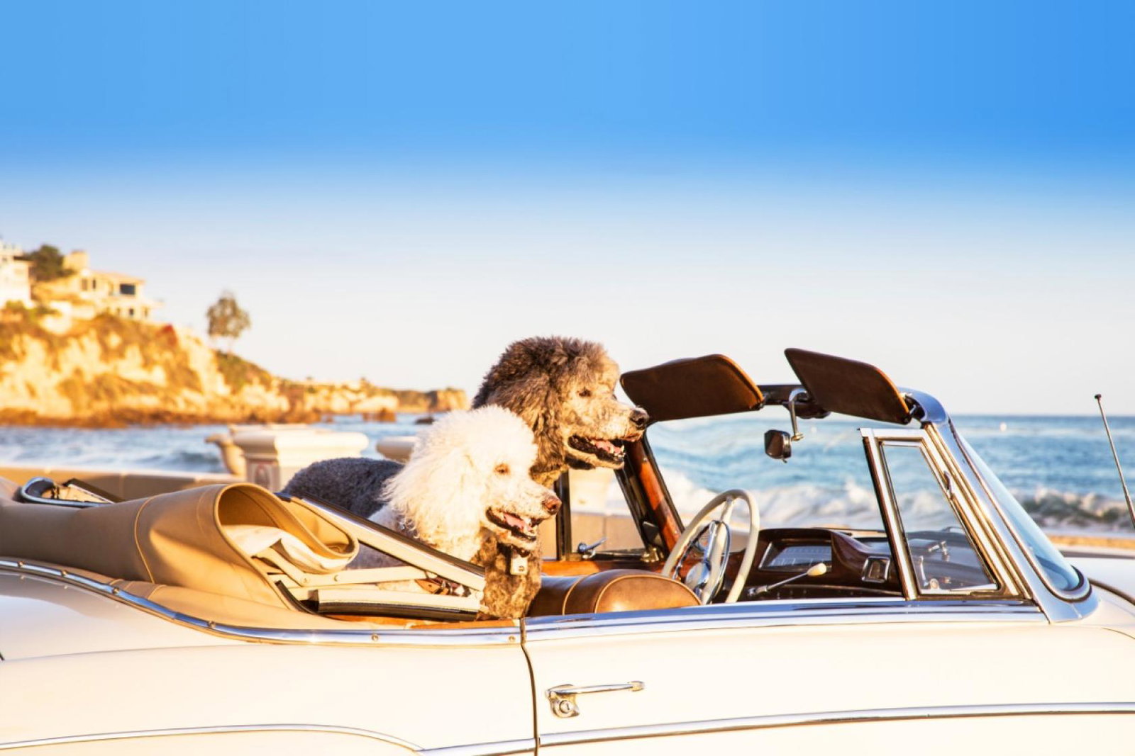 Dog-loving agents can make their passion for pooches pay with PetsPyjamas