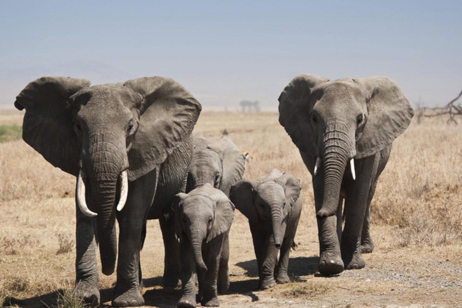 Elephants are among the animals parliament wants to protect