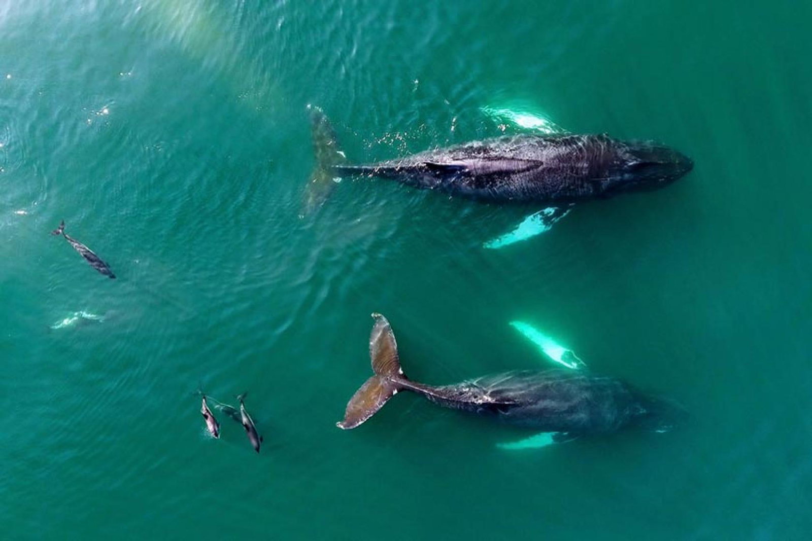 Wildlife campaign manager Katheryn Wise said travel companies play a "huge role" in driving captive dolphin entertainment through sales and promotion