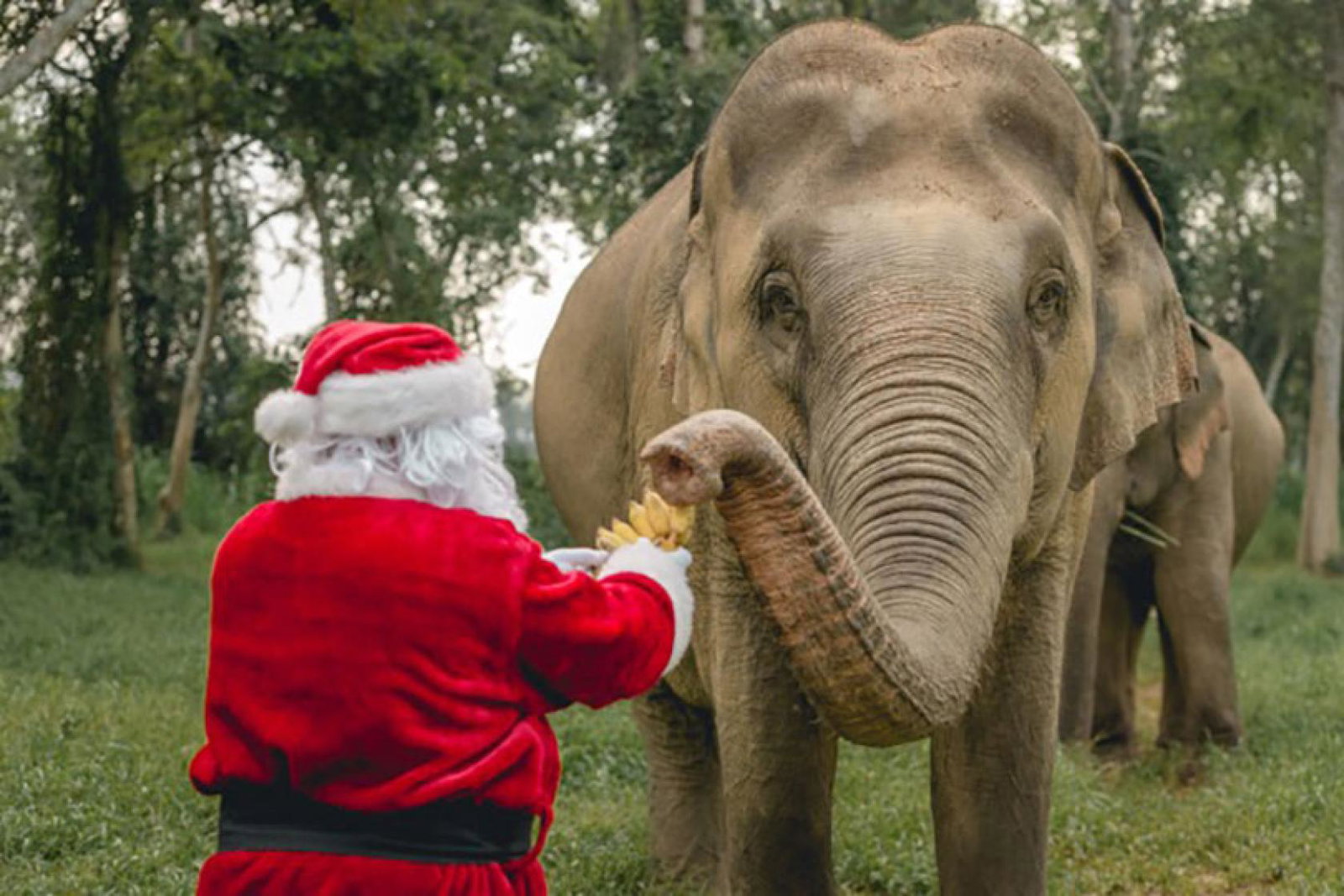 Santa handing out treats at Anantara Golden Triangle