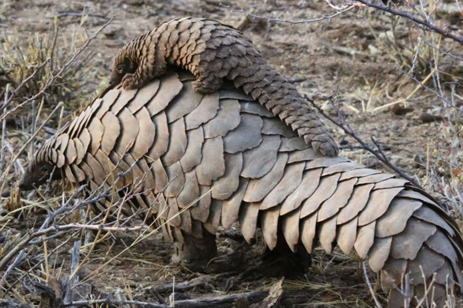Pangolin populations are in rapid decline