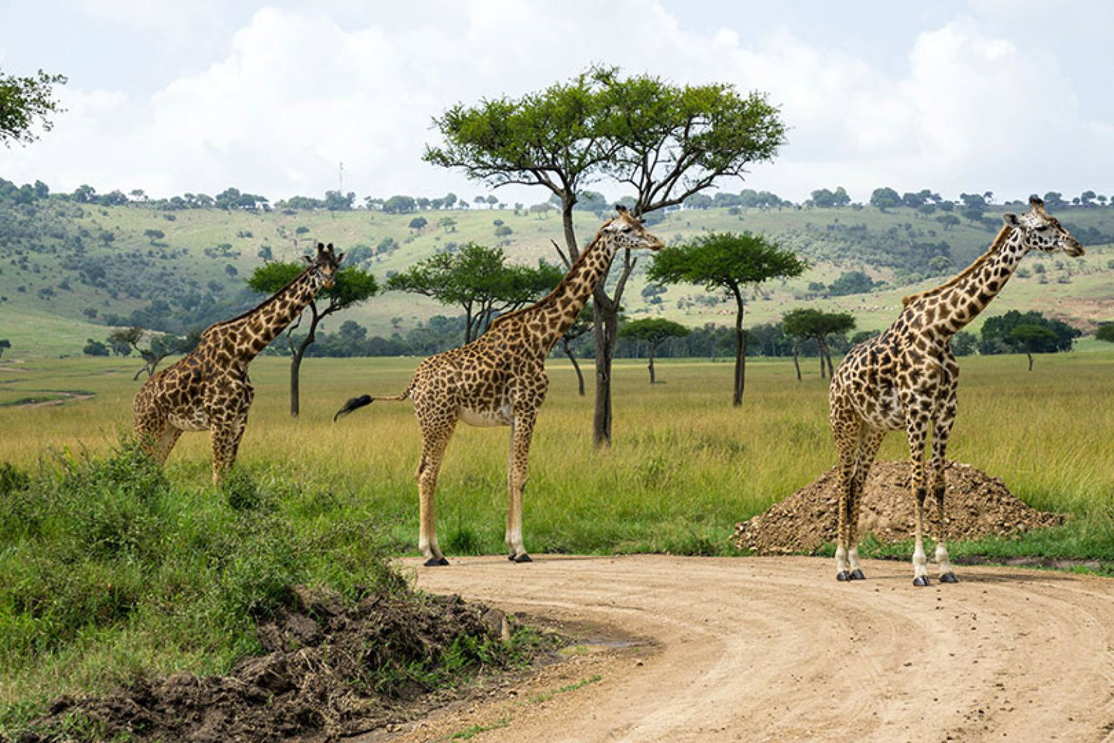 The On Safari in Kenya tour has been added to the operator's 2022 portfolio (Credit: Julie Wolpers / Unsplash)