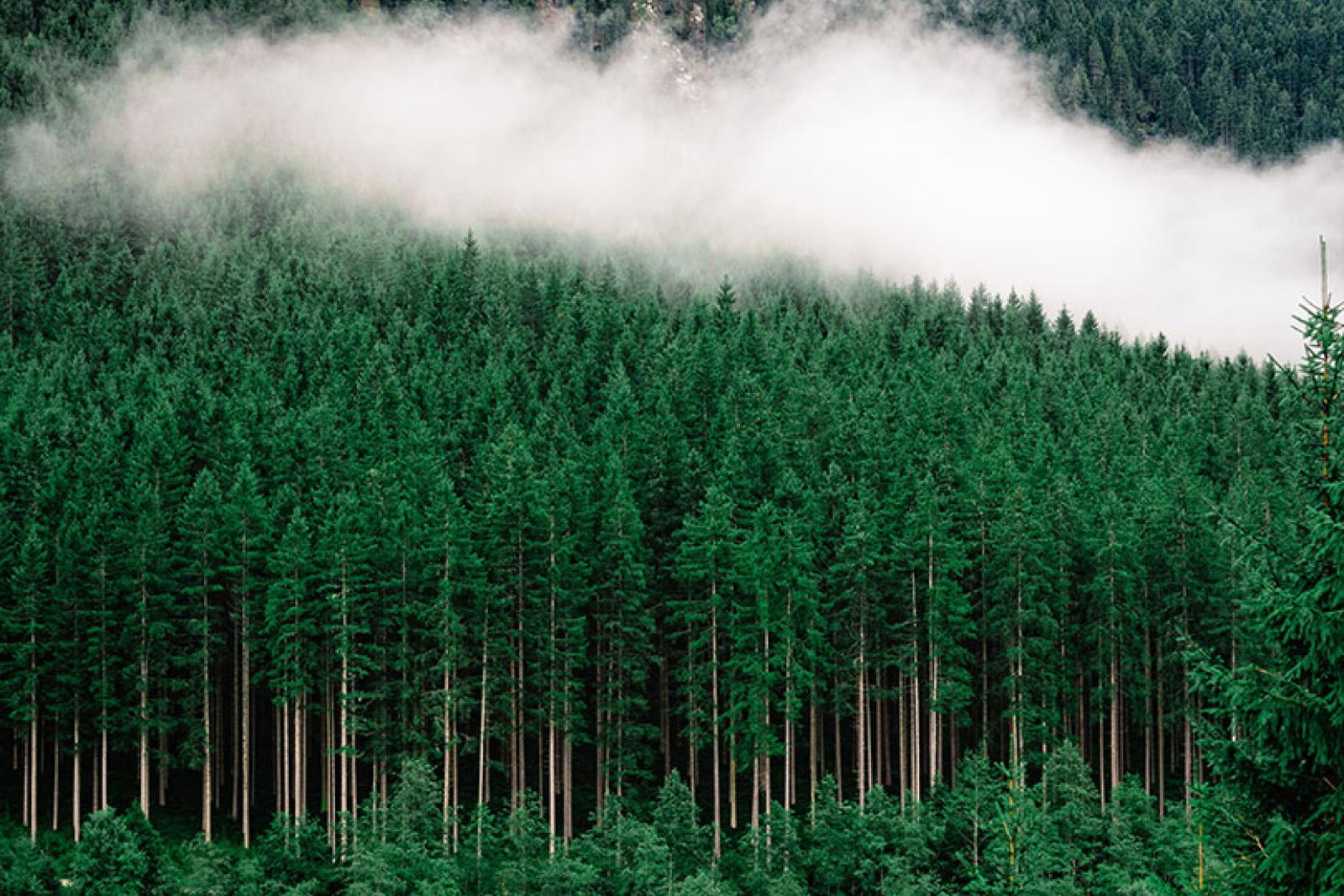 Ultima Collection aims to plant 10,000 trees