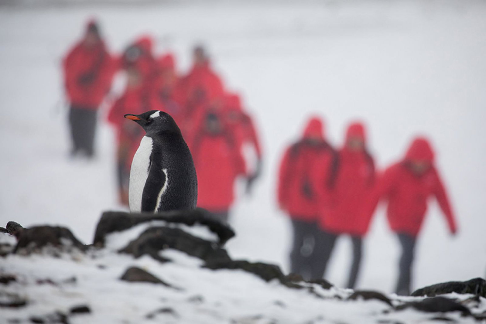Antarctica-bound guests will have more options now with Silversea