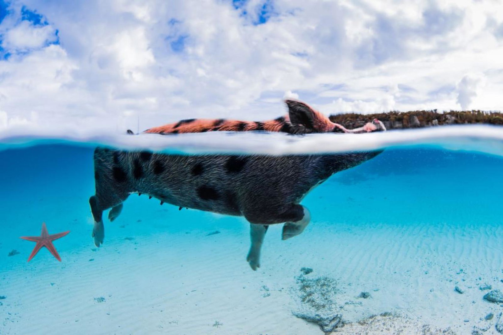 Exuma, in the Bahamas, is famous for its swimming pigs
