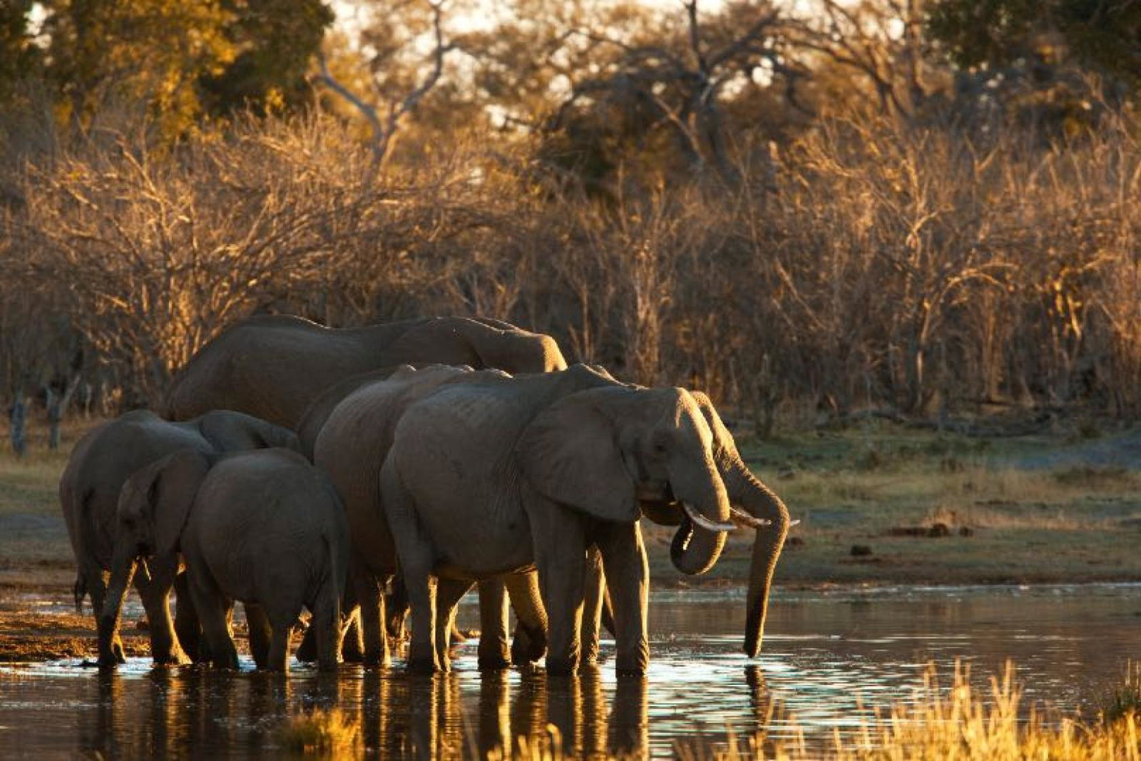 Great Plains Expeditions is offering a new mobile safari trip around Botswana (Credit: Beverly Joubert, Selinda Exploreres, Wildlife Botswana)