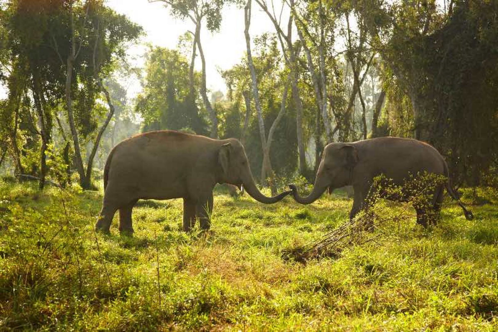 The initiative will help rangers protect endangered species such as elephants in Thailand