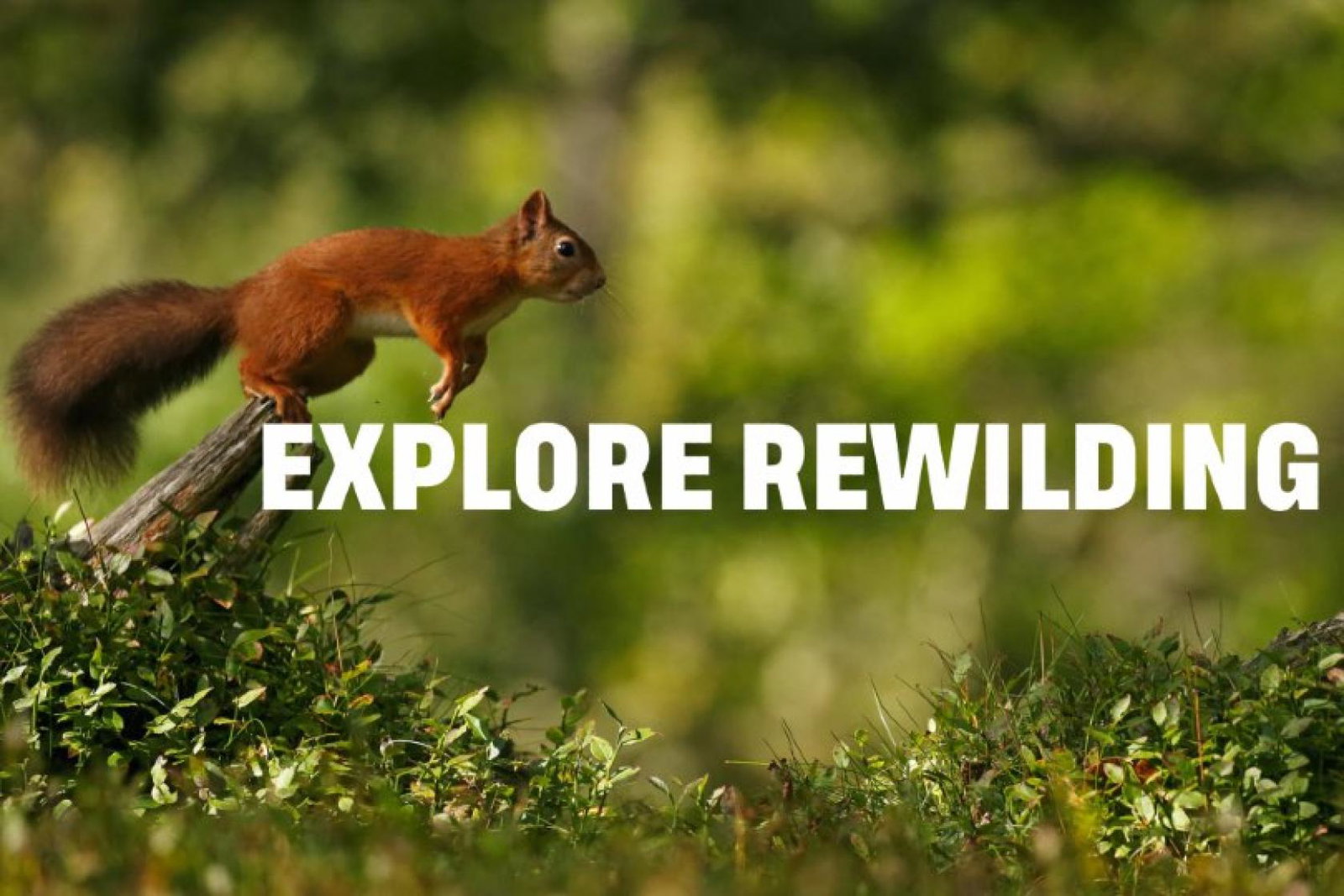 Rewilding Britain will receive a donation from every booking taken by Explore