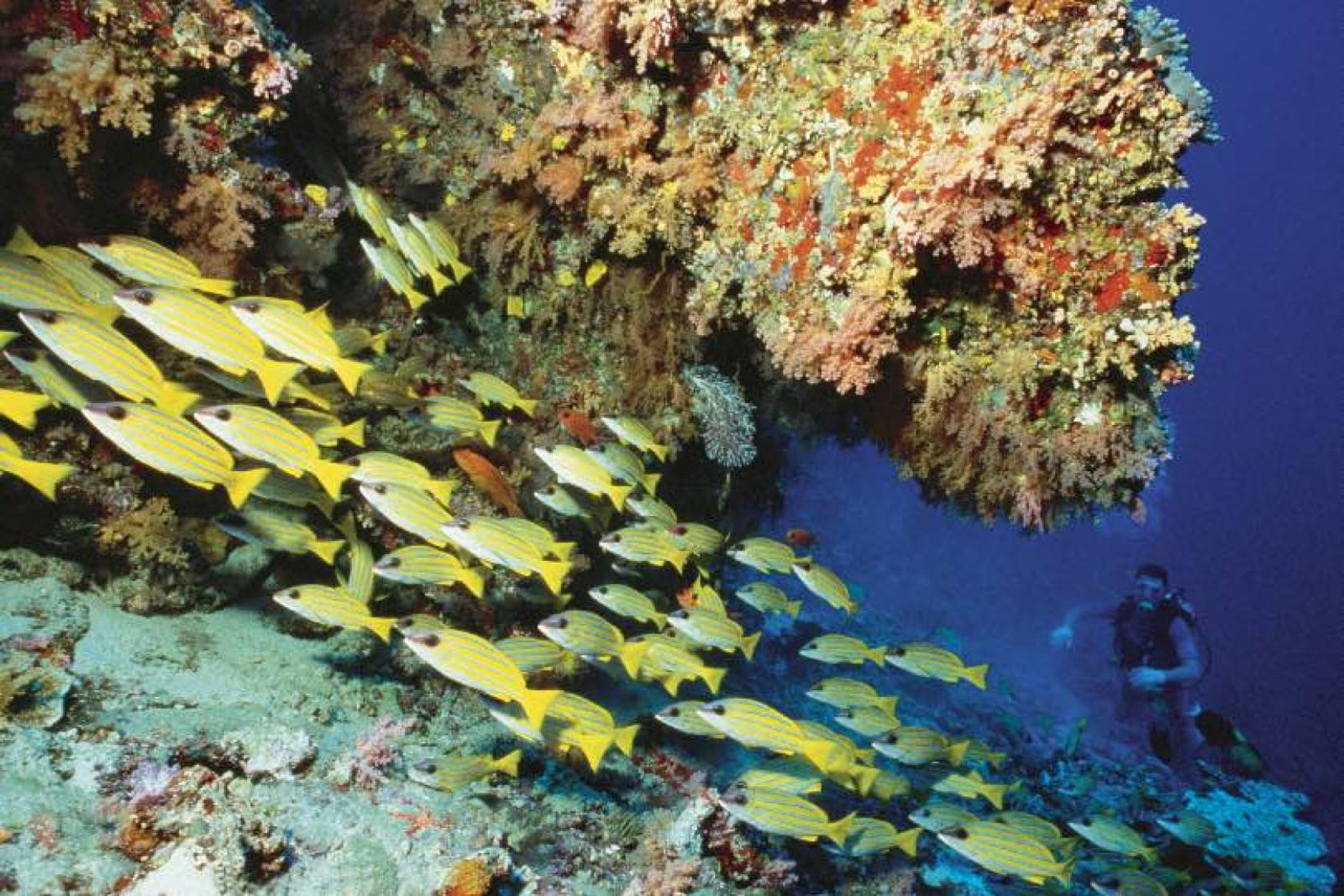 Soneva Foundation plans to create one of the largest coral farms in the world
