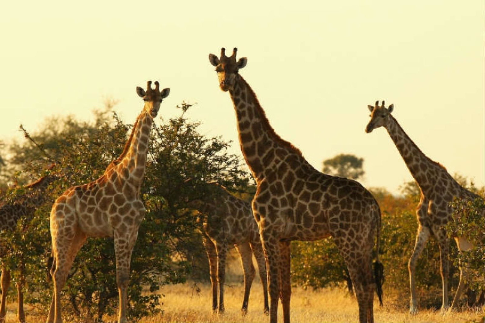 Abercrombie & Kent's Ultimate East Africa Safari explores the destination's wilderness and wildlife