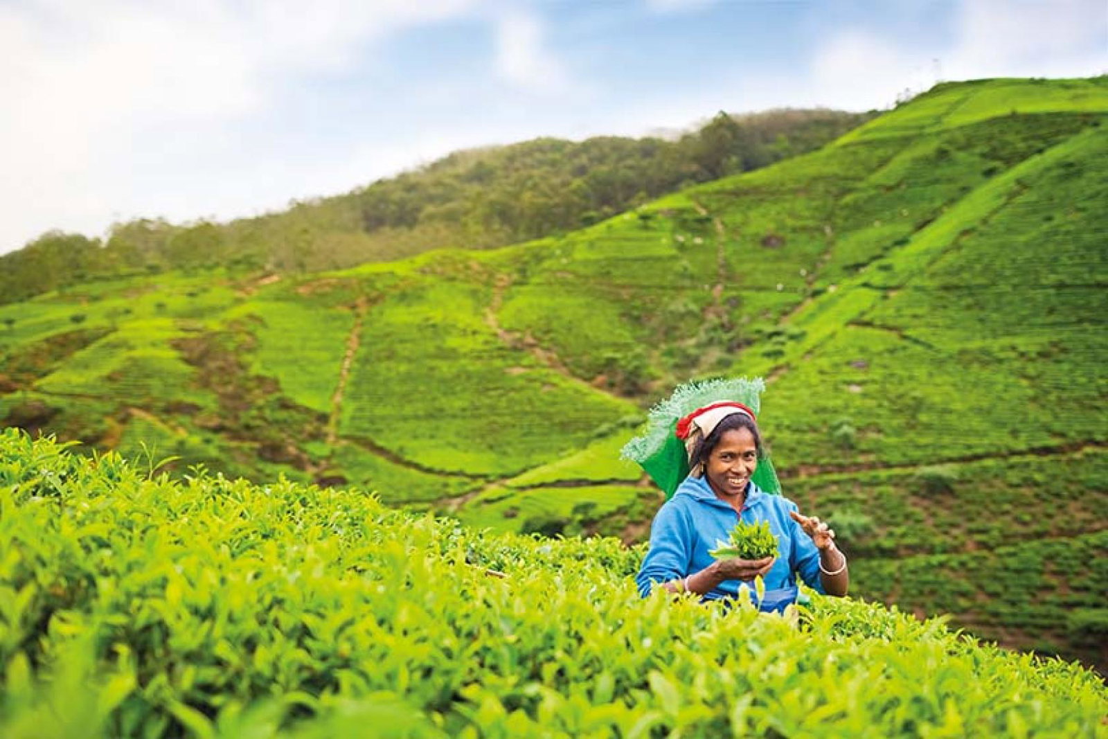 Sri Lanka attracts many visitors to its tea plantations (Getty Images)
