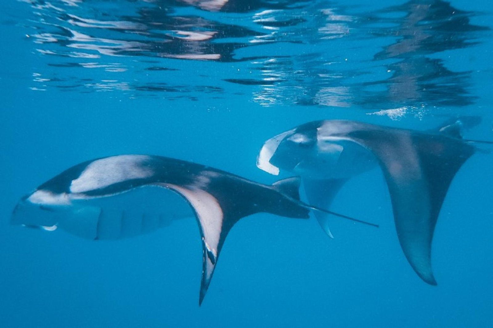 The Nautilus is offering guests trips to see manta ray in nearby Hanifaru Bay