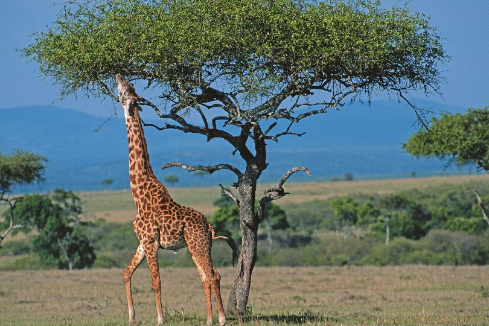 Newmarket said safari trips were in high demand (Credit: Newmarket Holidays)