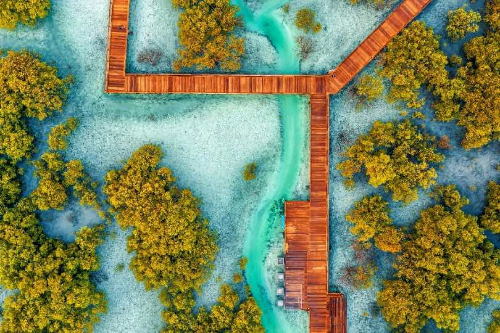 The Etihad Forest project involves planting mangrove trees to remove CO2 from the air