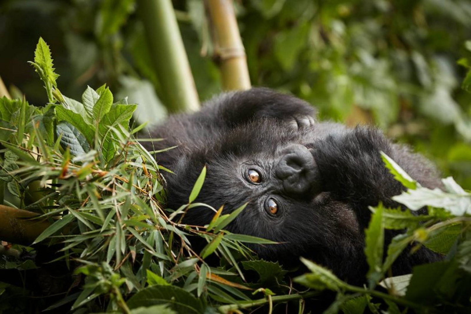 Guests will gain an insight into the study and protection of mountain gorillas