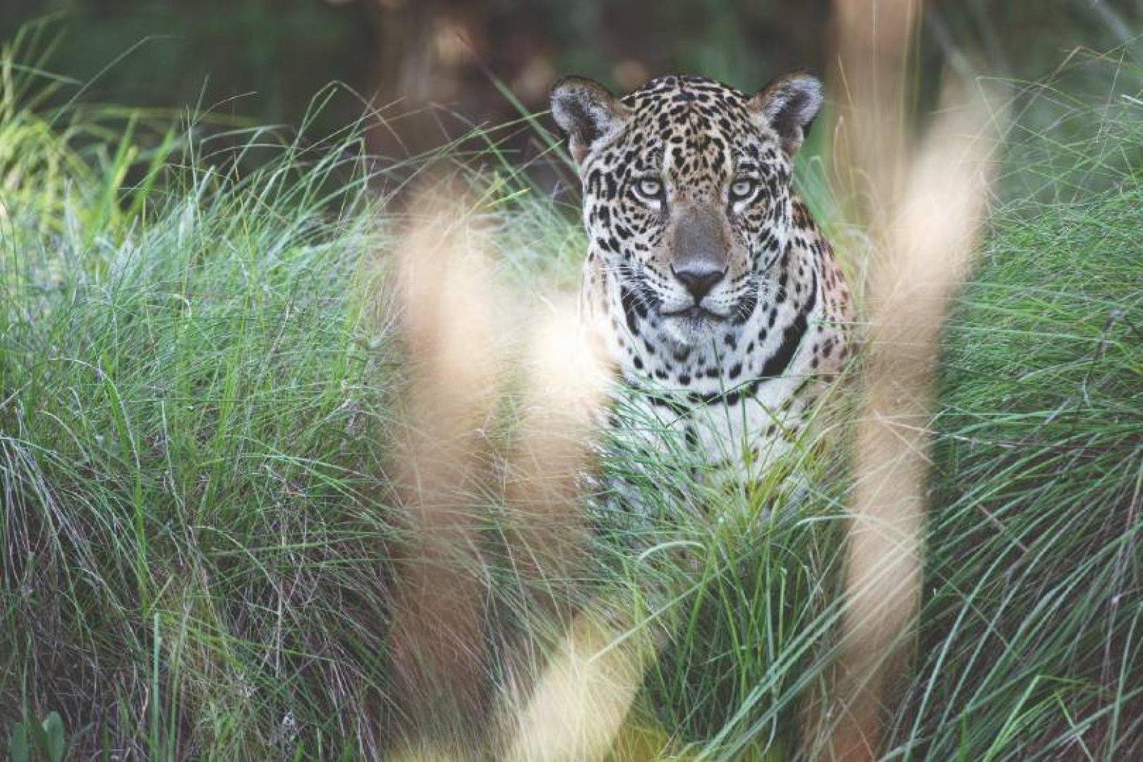 From Caiman’s Casa Caiman guests can track jaguars in the wild at the Caiman Ecological Refuge