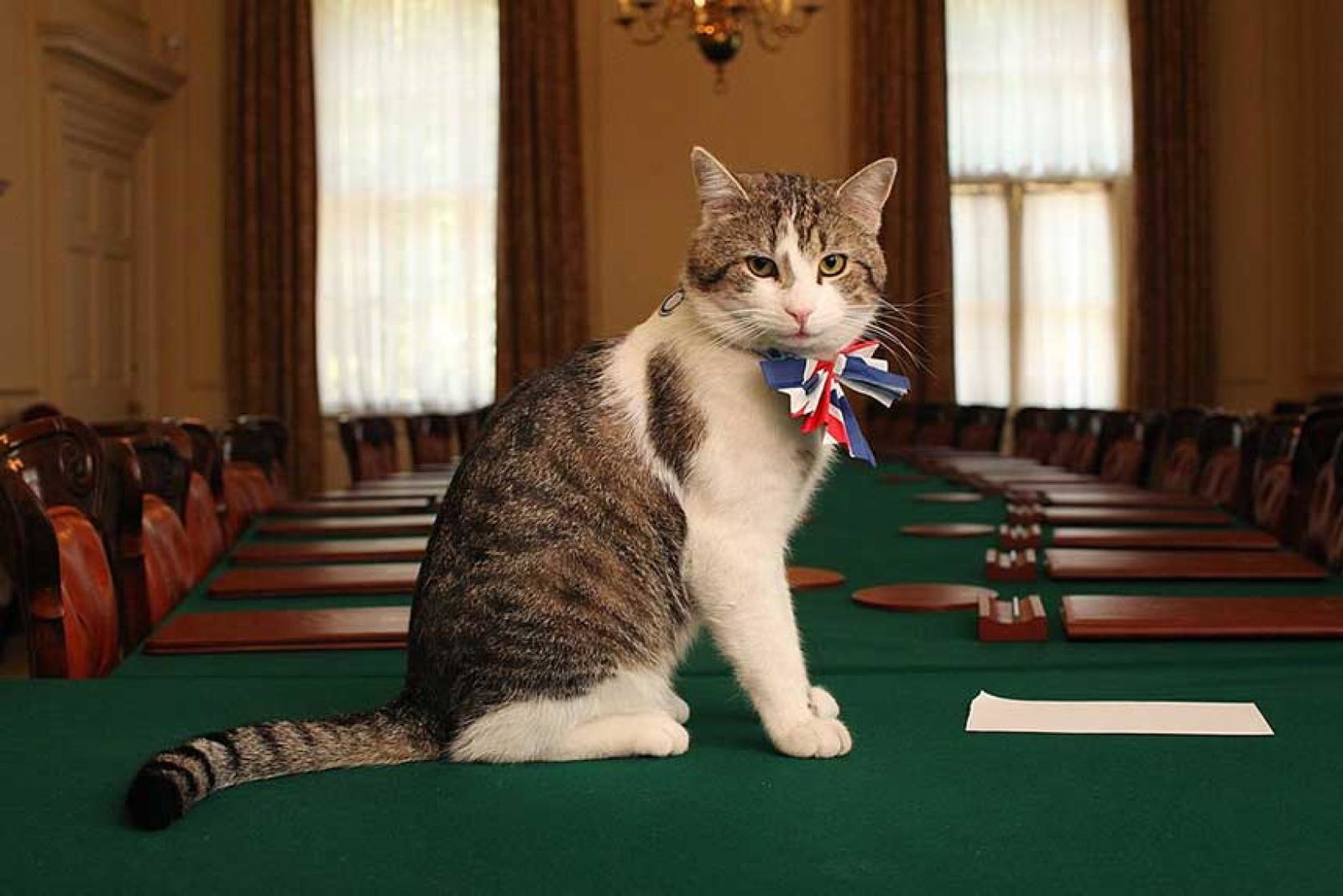 Larry the Chief Mouser (Credit: Wikimedia Commons)