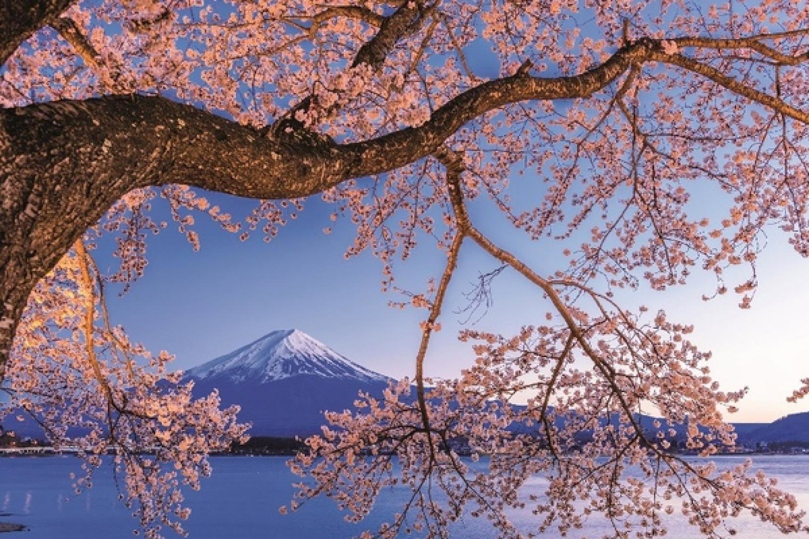 Japan's iconoc Mt Fuji is a hightlight of the programme (Credit: Scenic Luxury Cruises and Tours)