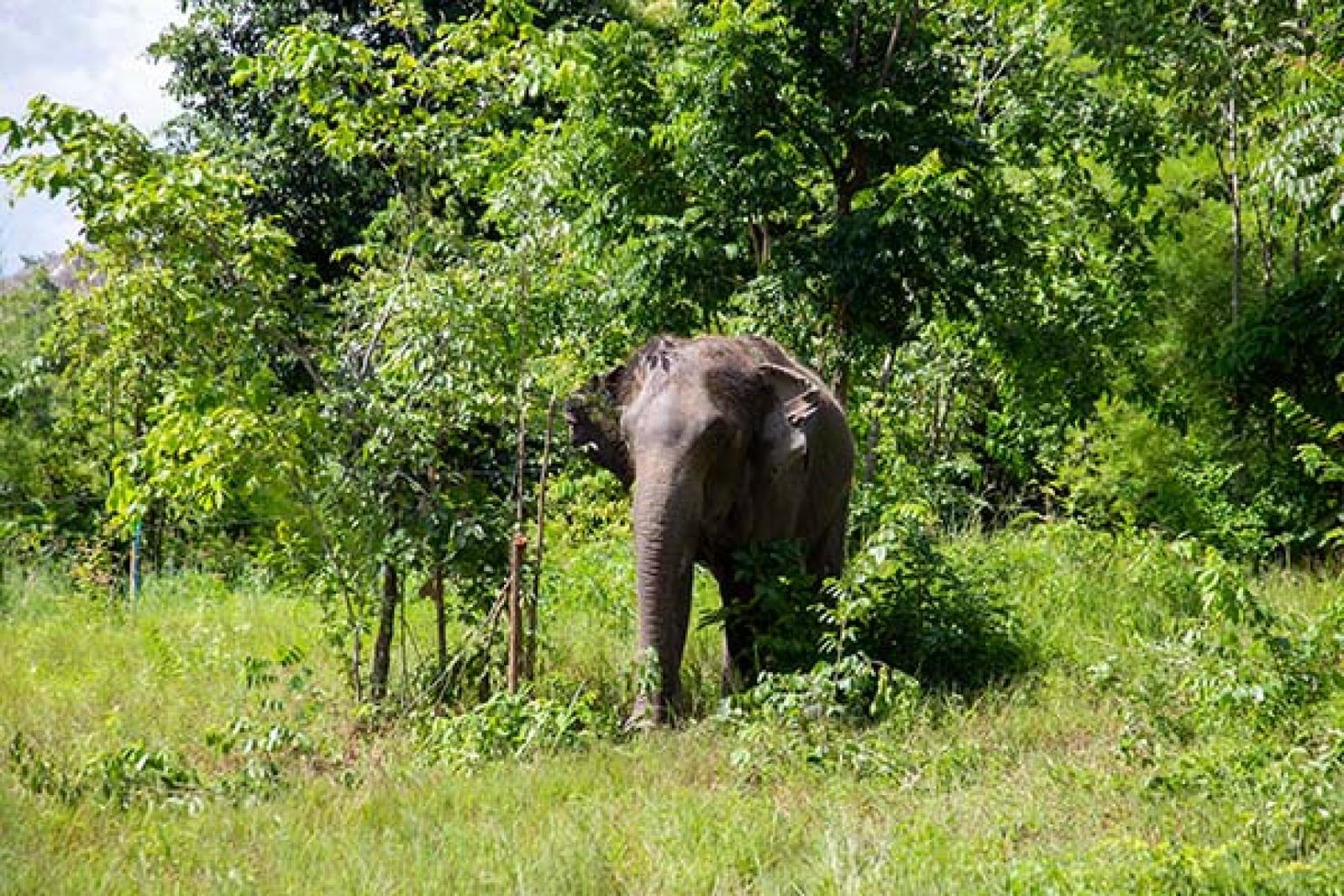 Guests can meet residents at the Elephant Hills Bush Camp in Chiang Mai