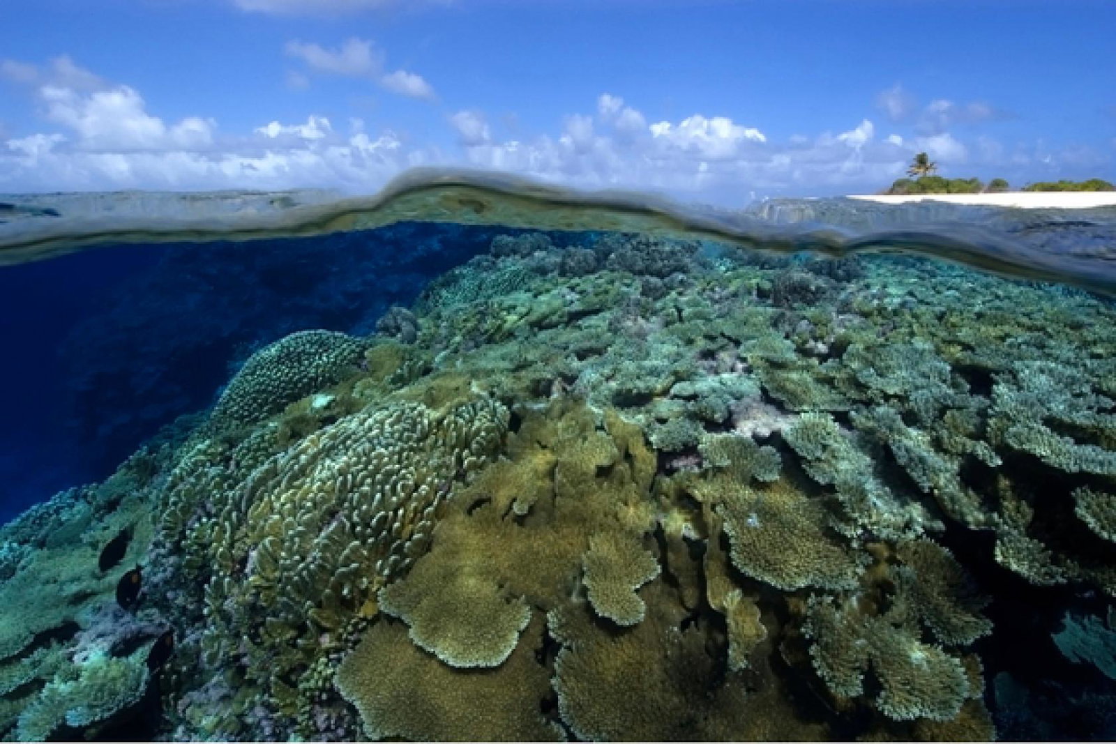 (Credit: IUCN Photo Library / Andre Seale)