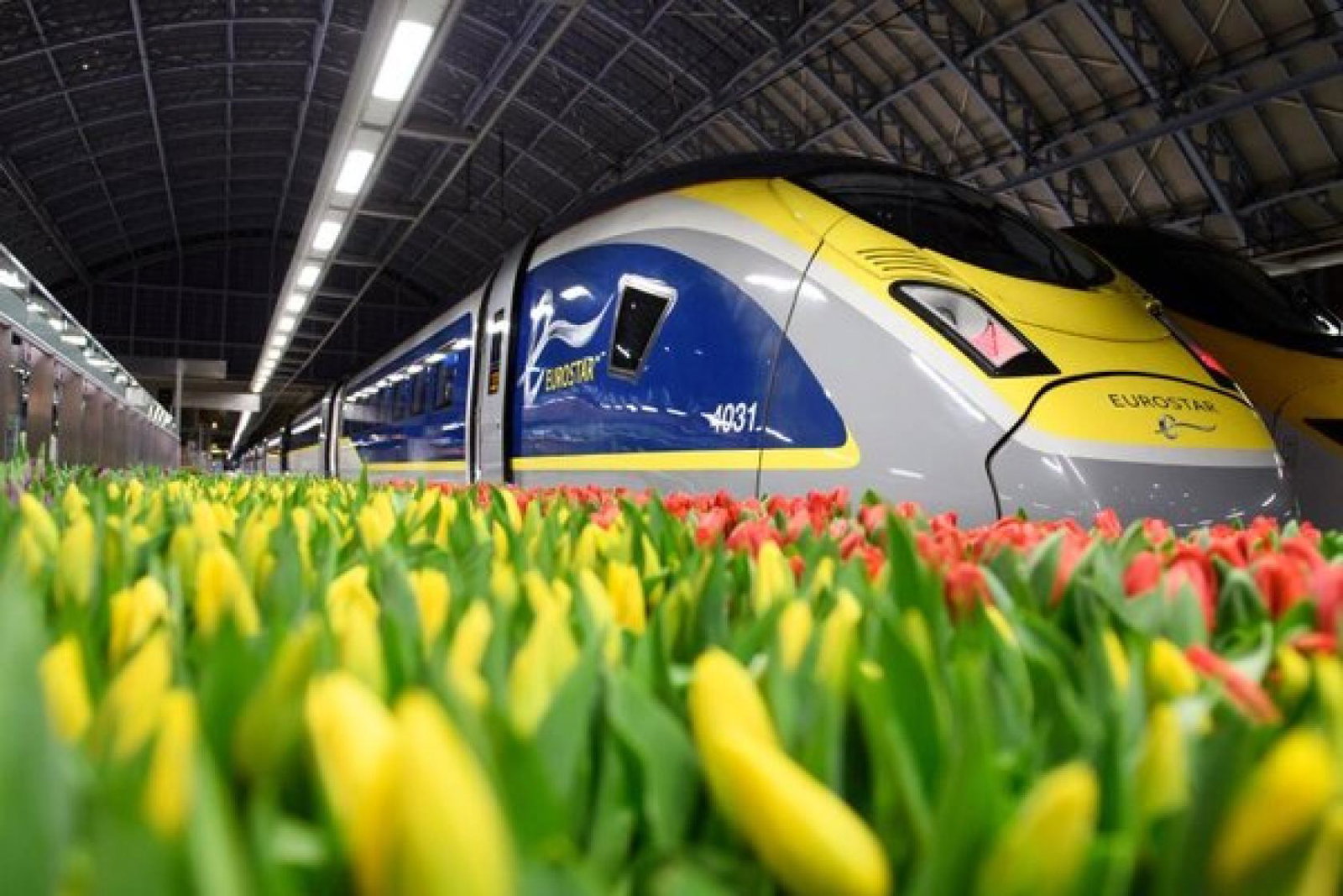 Eurostar London Netherlands April 2023 Eurostar_Platform_Tulips_2.jpg