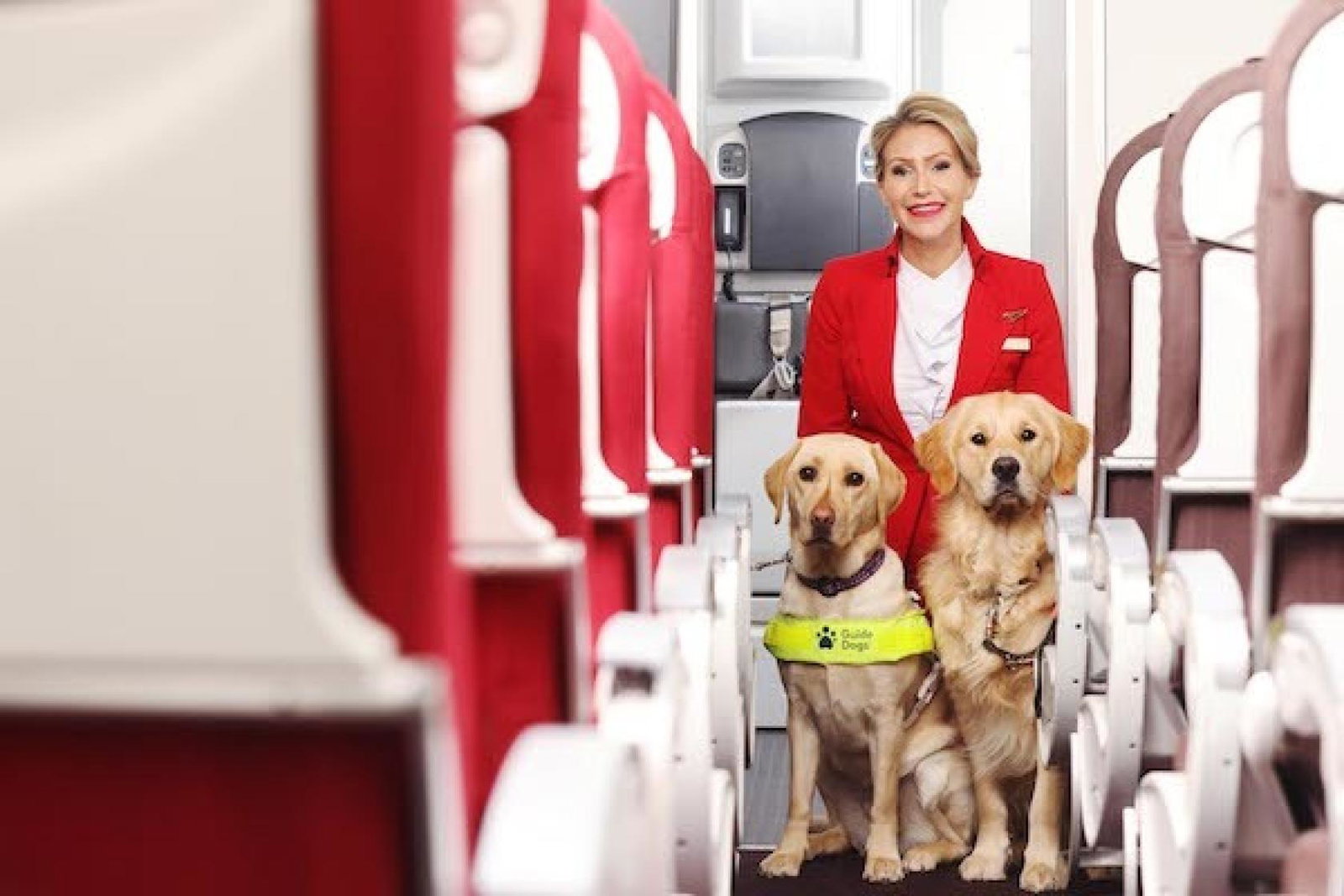 Guide Dogs