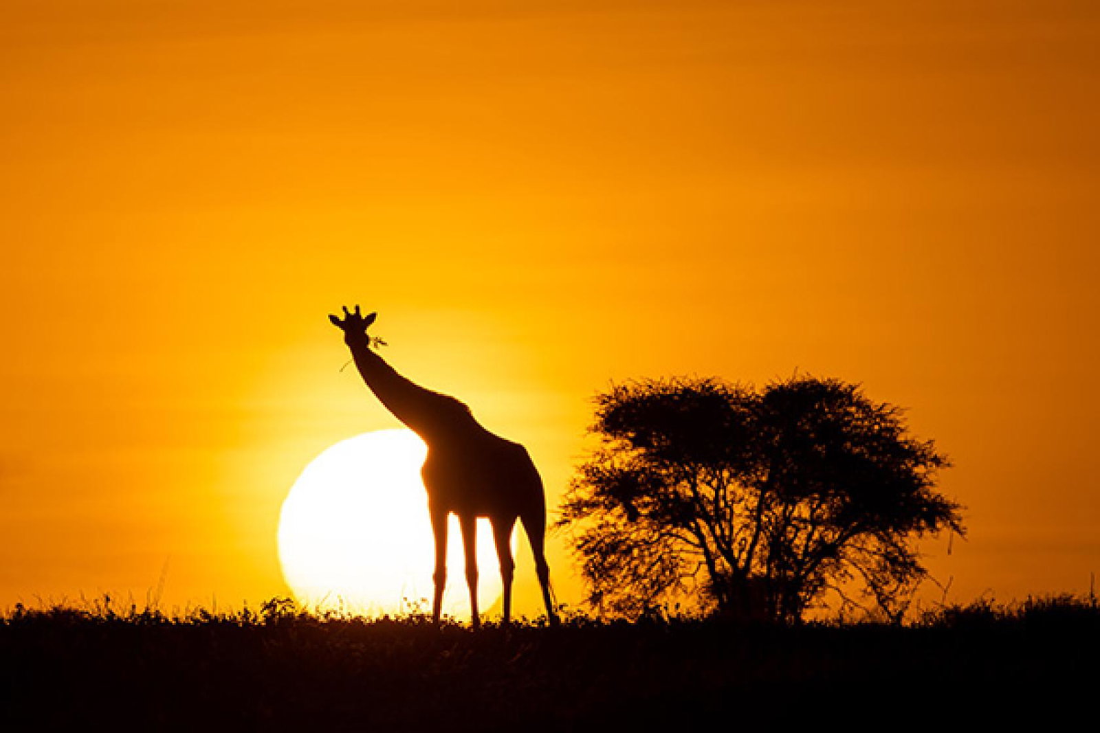 Guests staying at the new new camps will witness a variety of wildlife