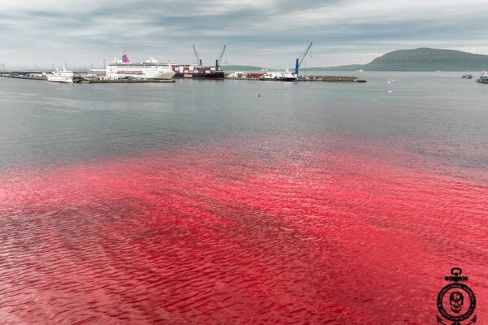 Cruise passengers bear witness to aftermath of brutal whale slaughter