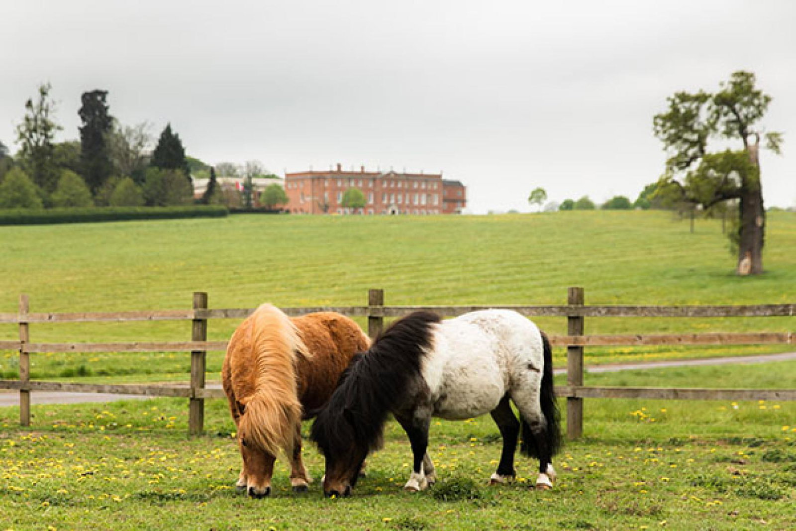  Milo and Dougal the Shetland ponies live at the onsite equestrian centre