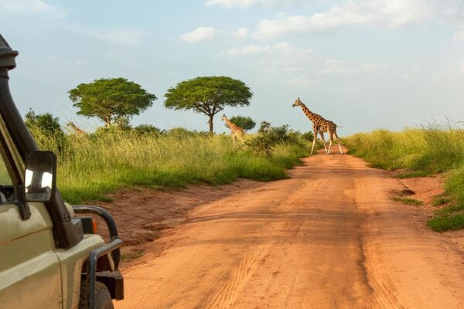 The Big Question: Should travel firms still be selling captive animal attractions?