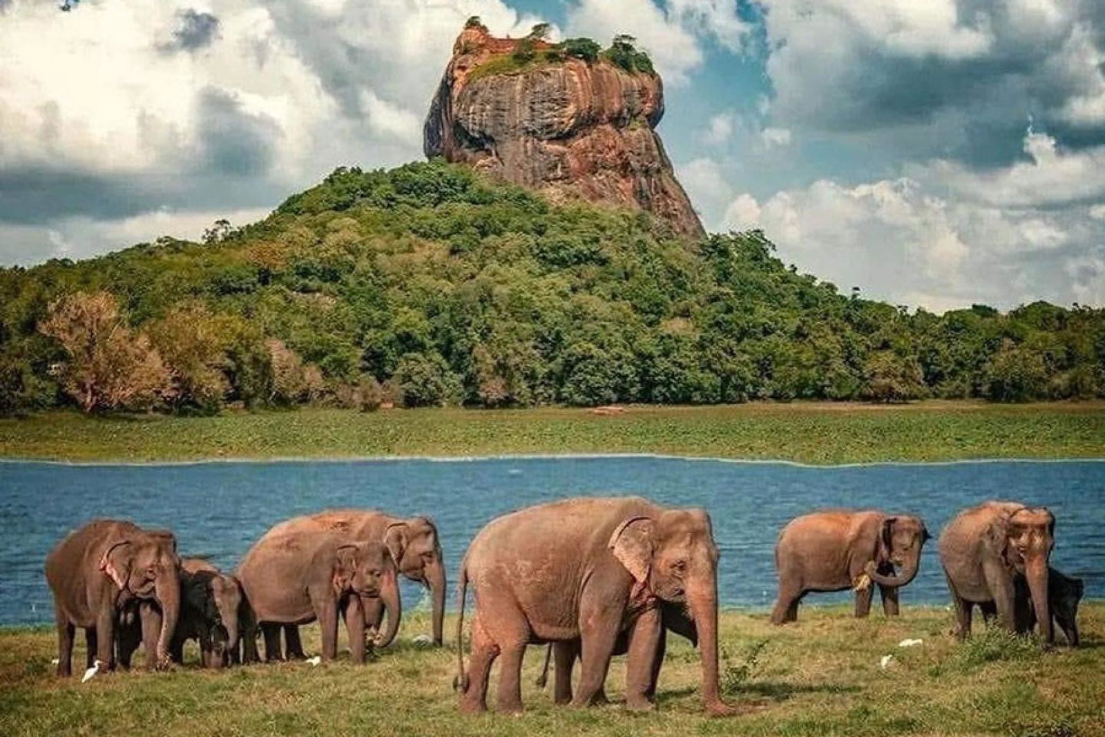 Elephants Sri Lanka