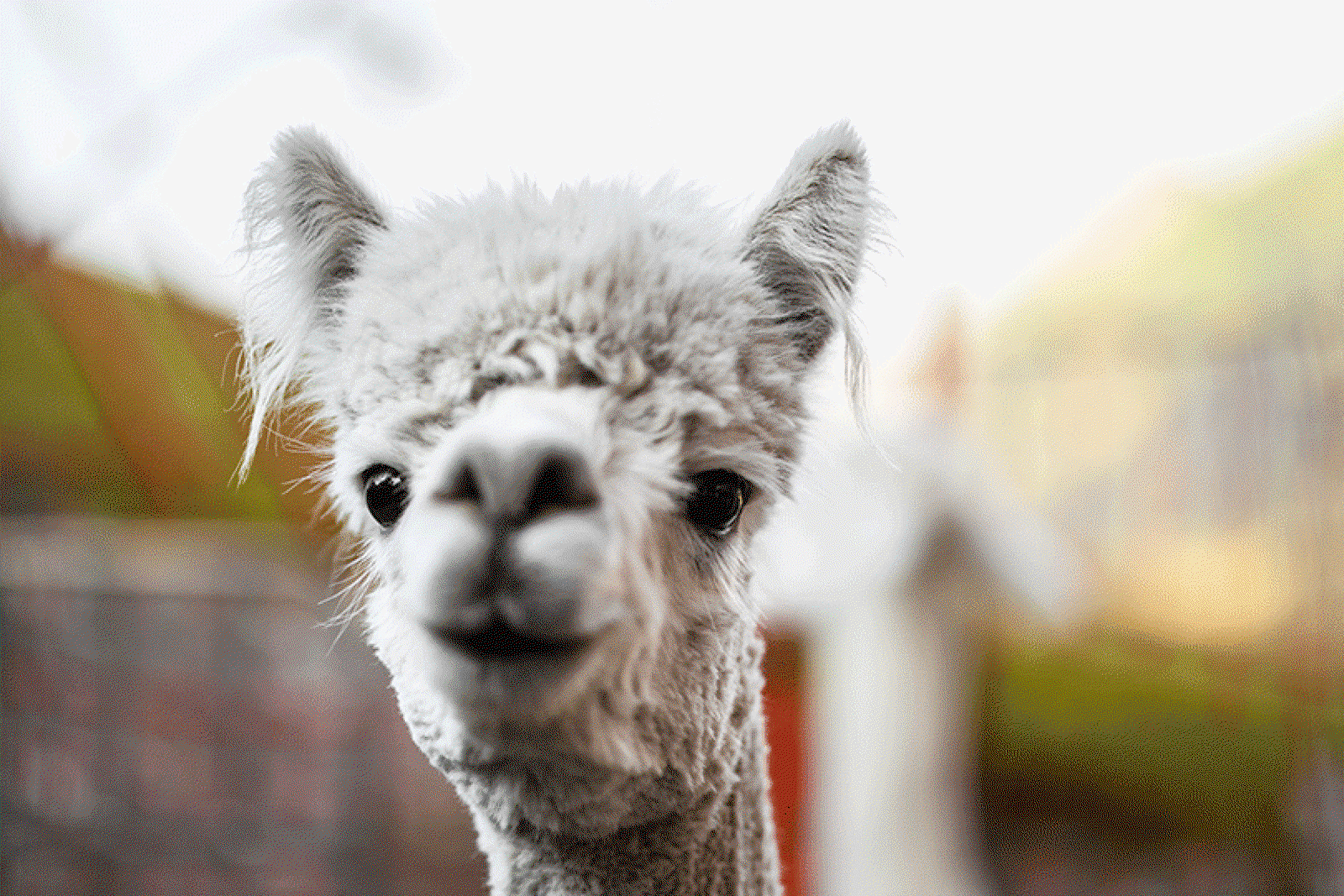 Exploring the ski resort loved by Austrians – and alpacas