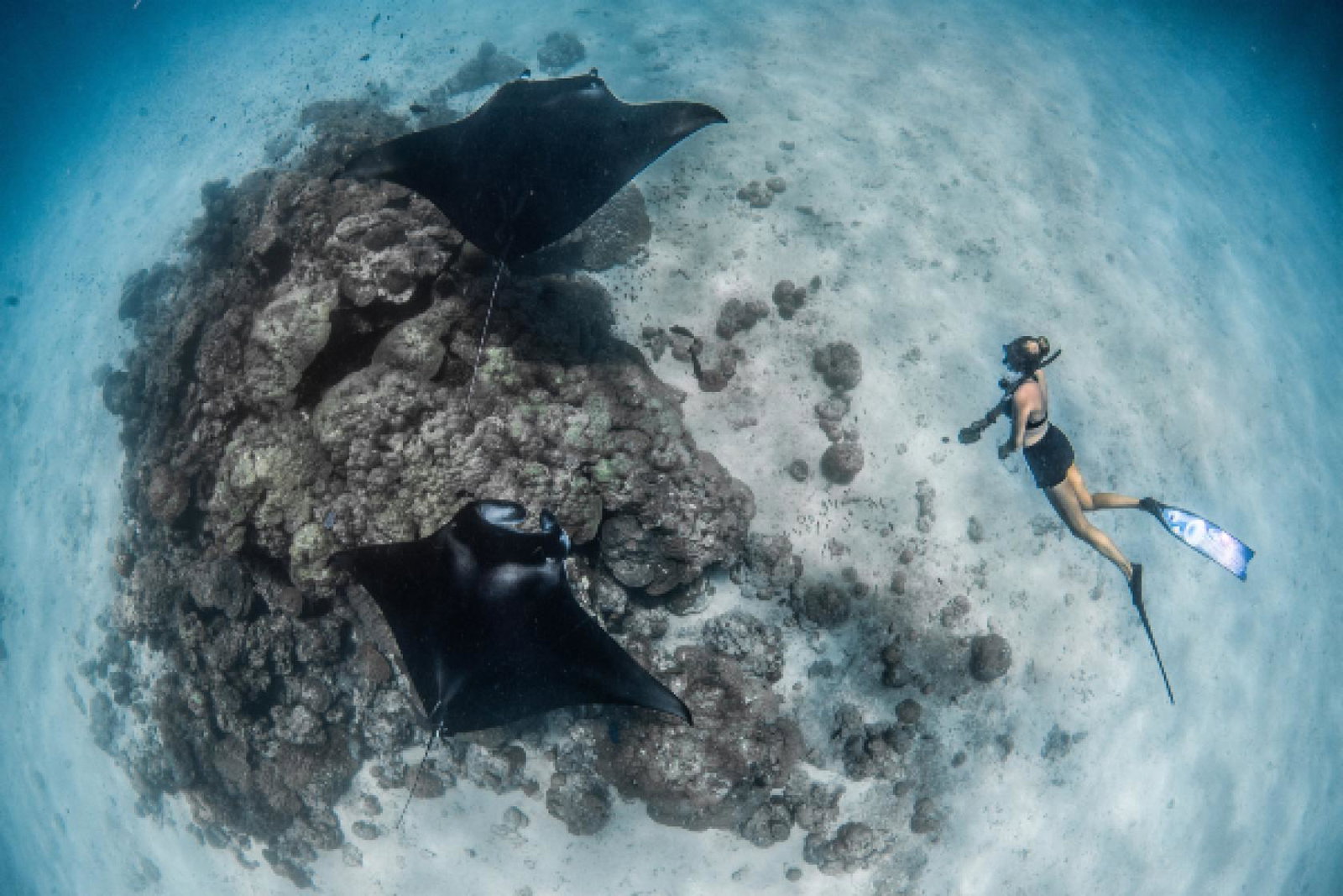 Guests can swim with manta rays and help conservation efforts (Credit: Simon Hilbourne)