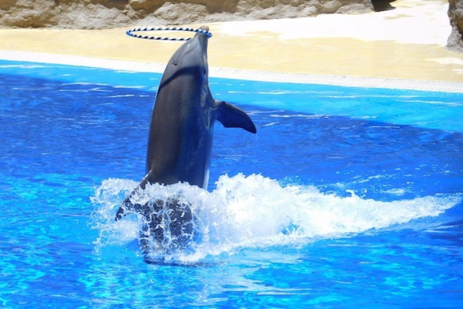 dolphins-1170348_1280.jpg
