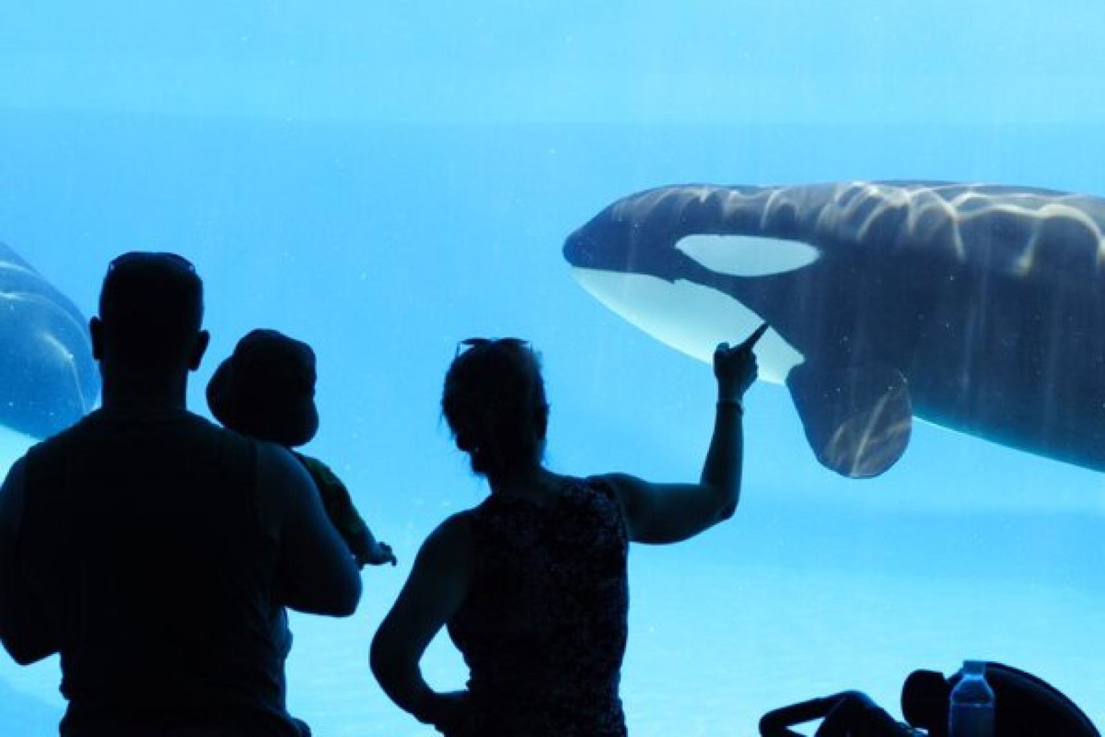 orca_killer_whale_cetacean_iStock-157185206.jpg