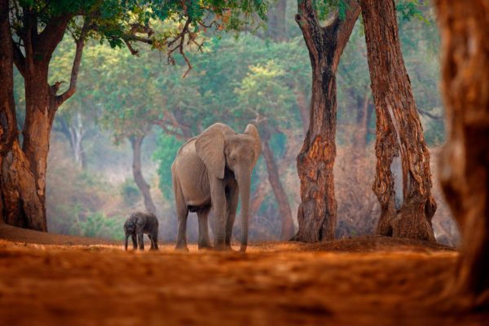 If Only expands southern Africa programme