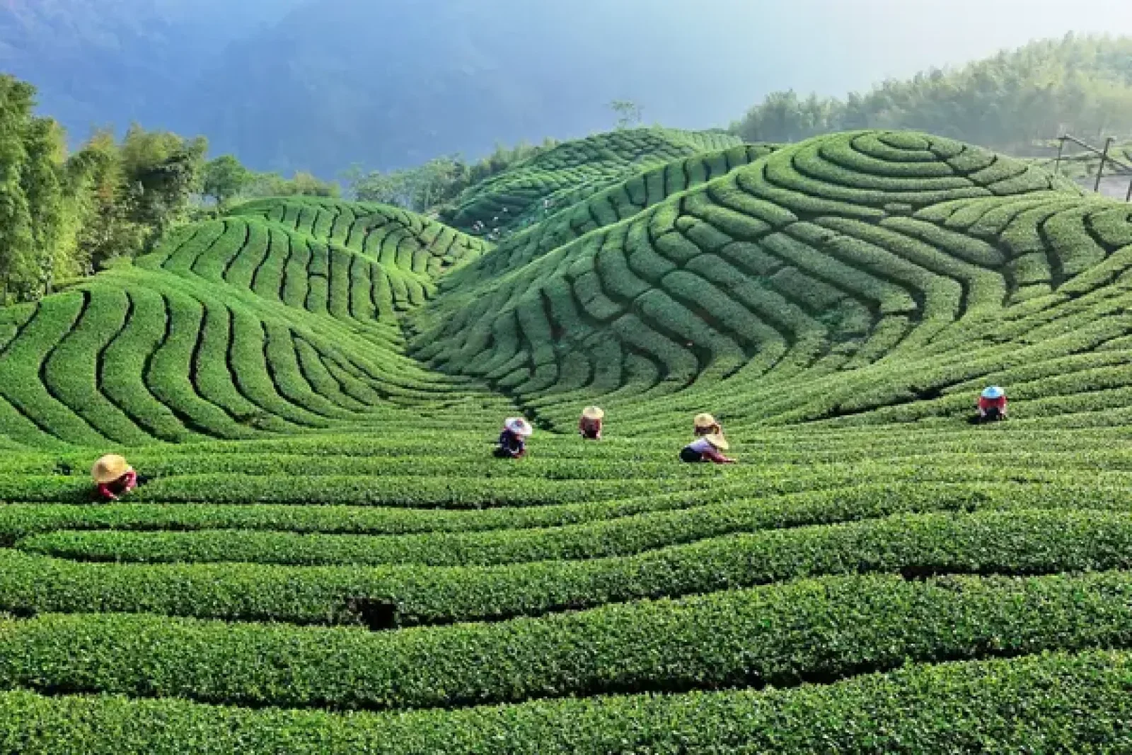 Taiwan tea farm