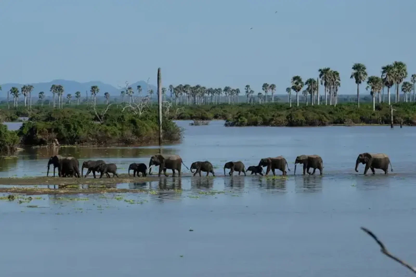 Elephants crossing