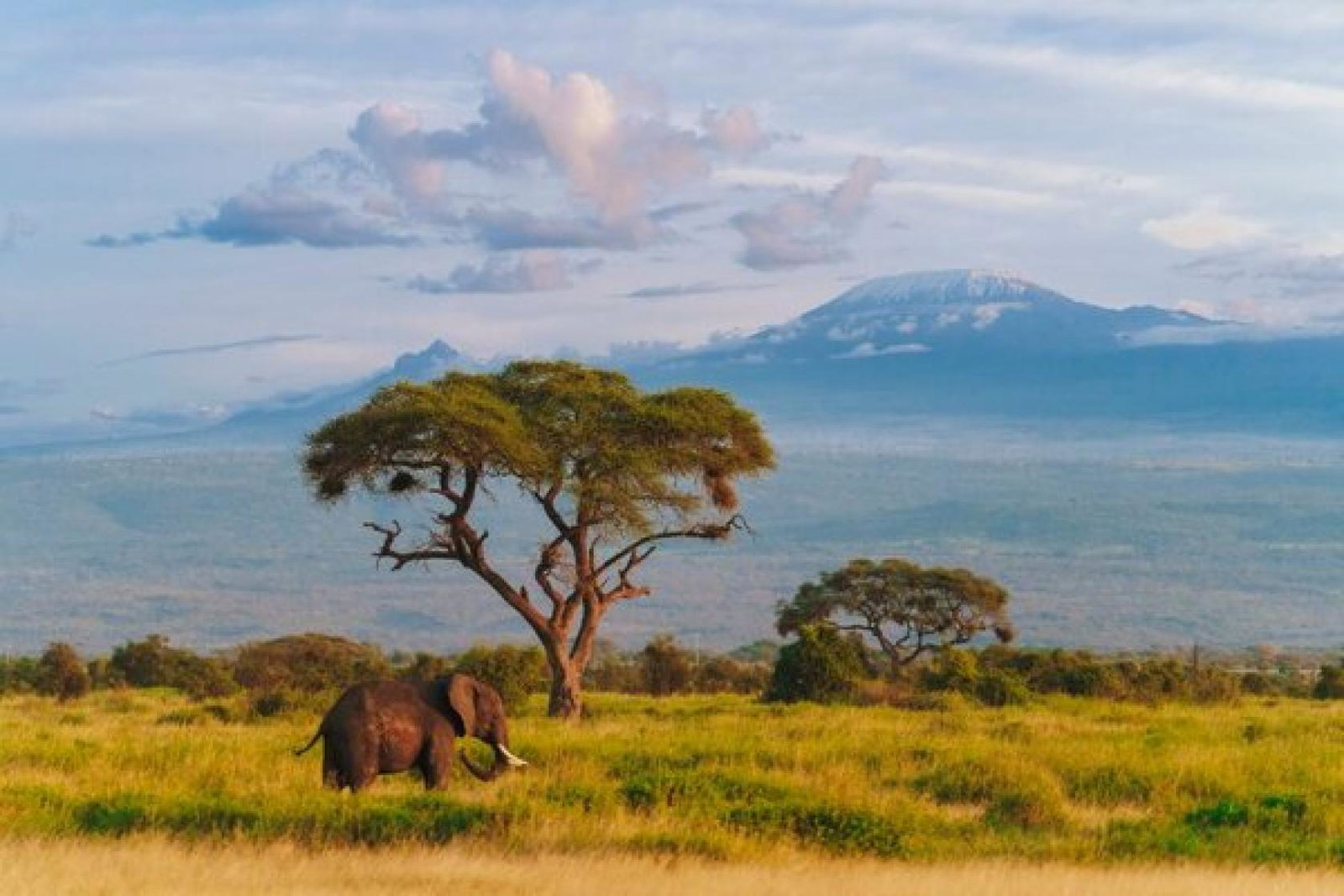 Safari image