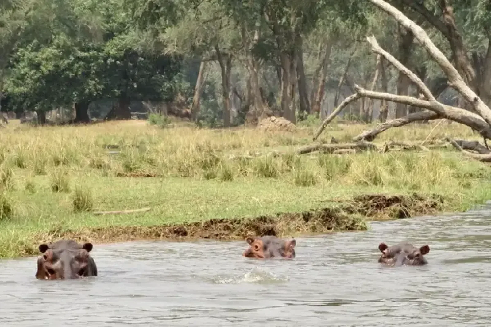 Hippos 