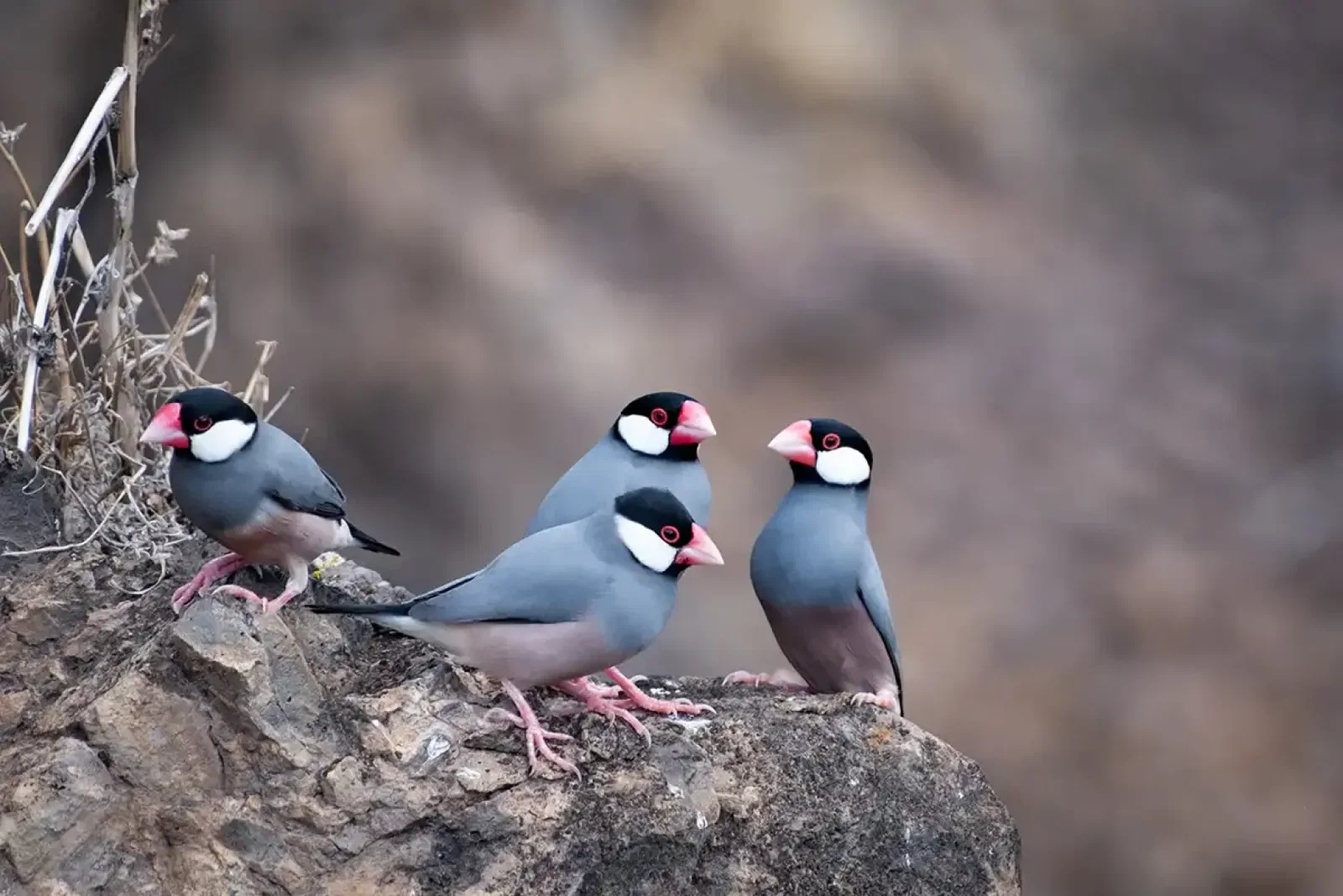 Java sparrows can be spotted across the island, including in Jamestown (Credit: Diana Jarvis)