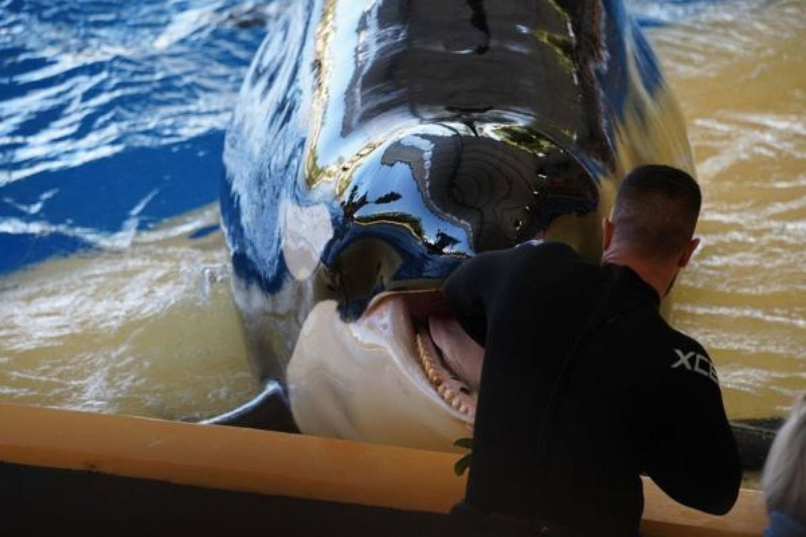 Morgan, Loro Parque, February 2025 Credit: WAP
