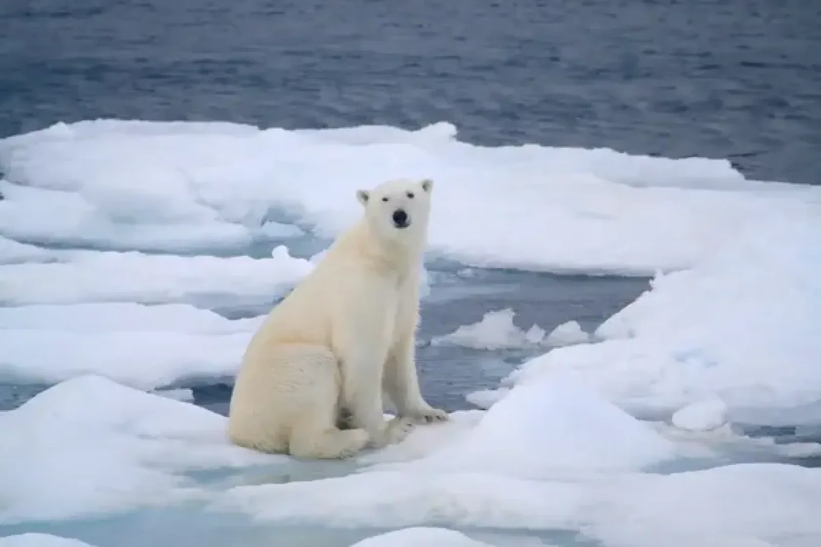 Polar bear iStock-108195611