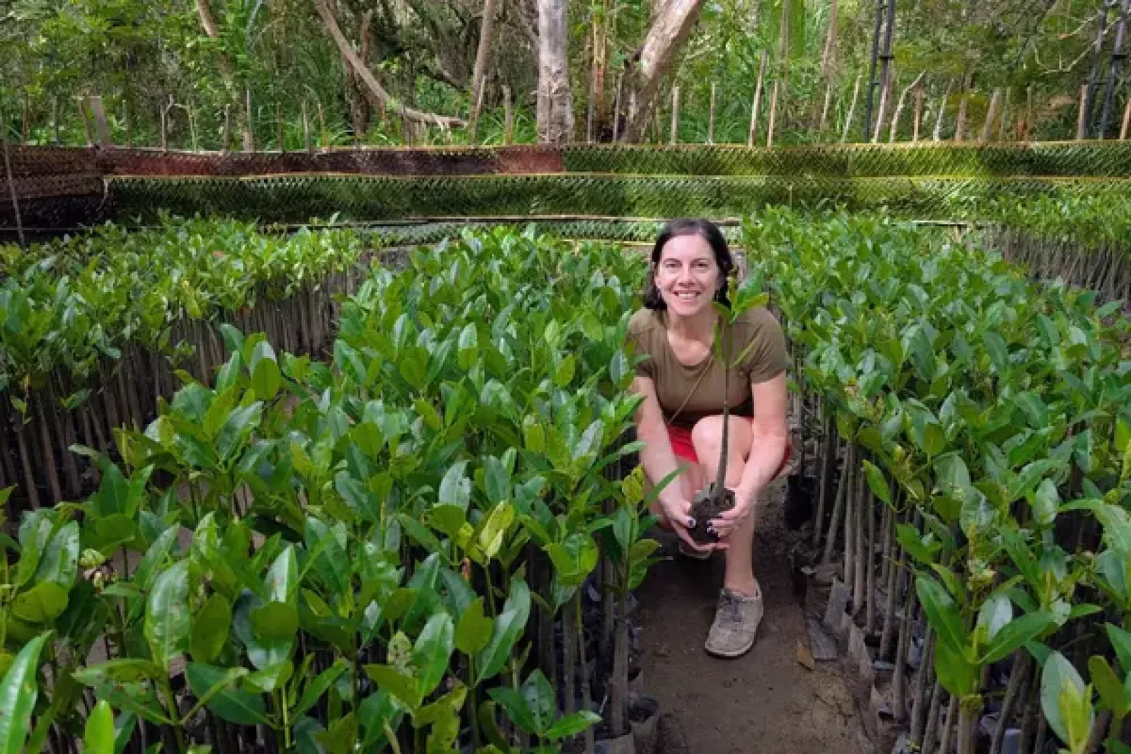 Mangrove restoration