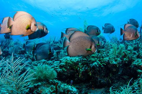 Belize_marine_life.jpg