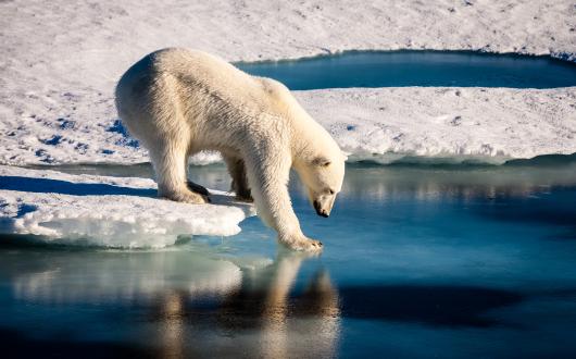 Polar bear on the ice