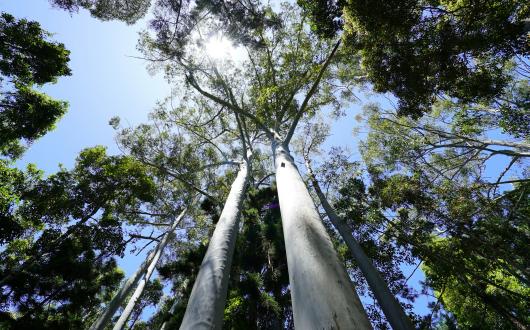 How to cut your carbon footprint