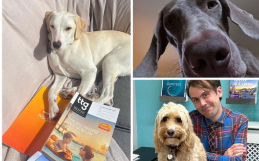 Image of three dogs owned by travel agents